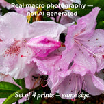 Kissed by Rain — Pink Rhododendrons with Raindrops | Canvas Wall Art Set of 4 | Pacific Northwest Macro Photography | Unframed Horizontal Prints | Biophilic Home Decor
