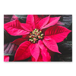 Red Poinsettia Premium Gift Wrap with Authentic Macro Photography | Wrapping Paper 3 Sheets Set | Holiday Botanical Design