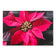 Red Poinsettia Premium Gift Wrap with Authentic Macro Photography | Wrapping Paper 3 Sheets Set | Holiday Botanical Design