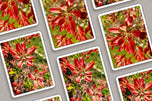 Digital 10 Prints 3x4 Ratio | Red Rhododendron Flowers Authentic Macro Photography | Instant Download for Home Wall Art Decor & Multi-Device Wallpapers