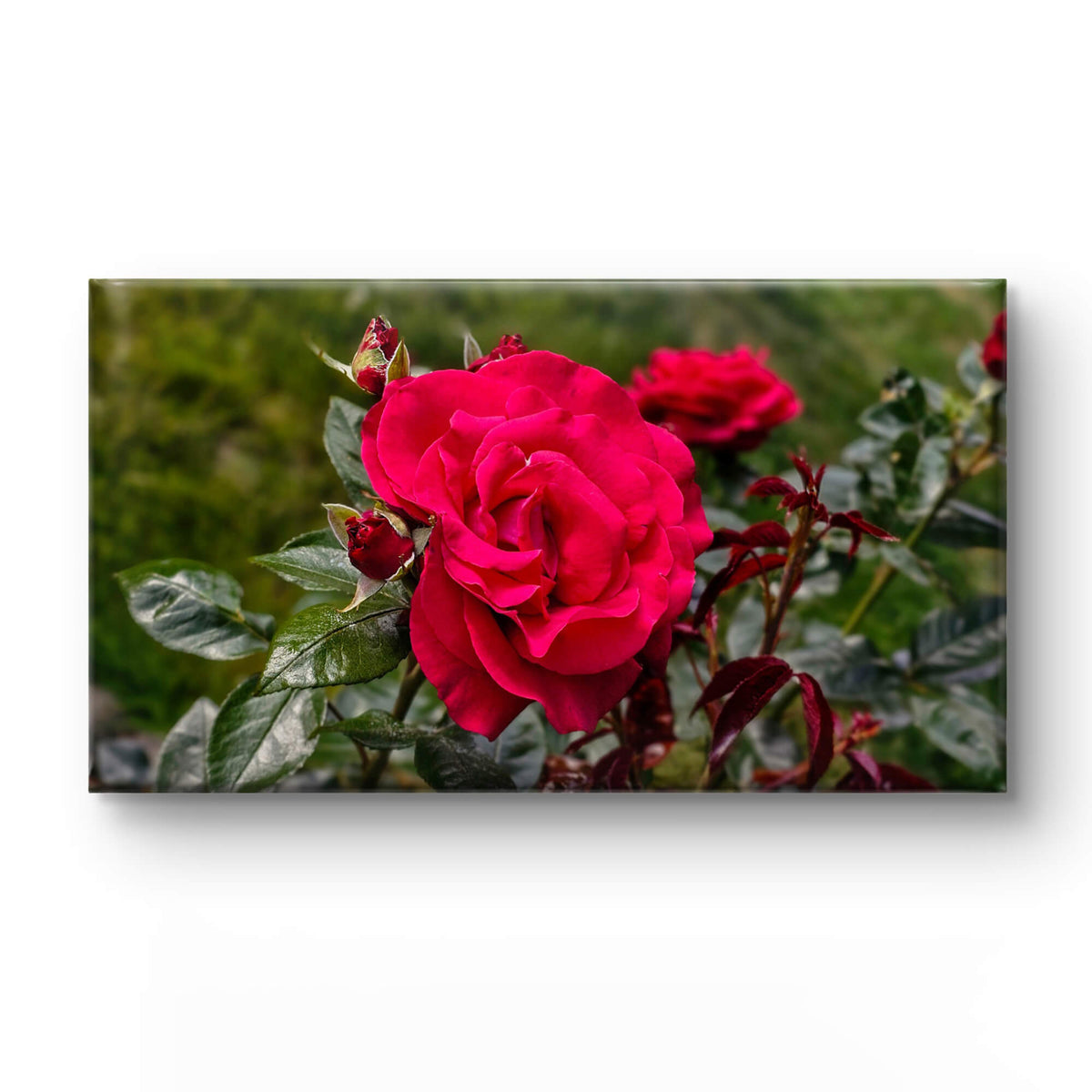 Red Rose Gallery-Wrapped Canvas Art