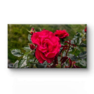 Red Rose Gallery-Wrapped Canvas Art | Ignite Passion & Romance in Your Space | Authentic Garden Photography | Biophilic Horizontal Wall Decor