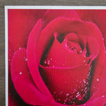 Kissed by Rain — Red Roses with Raindrops | Macro Photography Canvas Wall Art | Set of 2 Square Prints