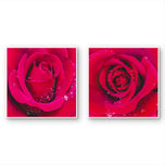 Kissed by Rain — Red Roses with Raindrops | Macro Photography Canvas Wall Art | Set of 2 Square Prints