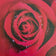 Kissed by Rain — Red Roses with Raindrops | Macro Photography Canvas Wall Art | Set of 2 Square Prints