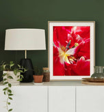 Red Tulip Macro Canvas Print Set of 4 | Feel Spring's Bold Energy | Authentic Floral Photography | Biophilic Vertical & Horizontal Wall Art
