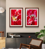 Red Tulip Macro Canvas Print Set of 4 | Feel Spring's Bold Energy | Authentic Floral Photography | Biophilic Vertical & Horizontal Wall Art