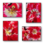 Red Tulip Macro Canvas Print Set of 4 | Feel Spring's Bold Energy | Authentic Floral Photography | Biophilic Vertical & Horizontal Wall Art