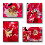 files/Red-Tulip-Canvas-Wall-Art-Set-of-4-Authentic-Floral-Macro-Photography_9.jpg
