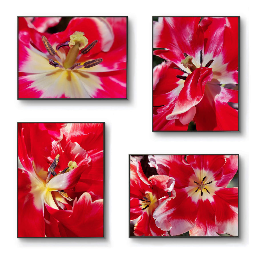 Red Tulip Macro Canvas Print Set of 4