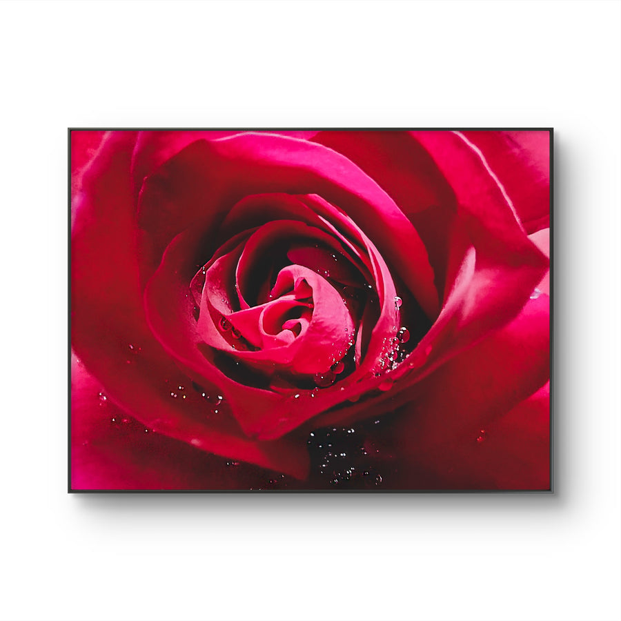 Red Rose Petals with Raindrops Canvas Wall Art