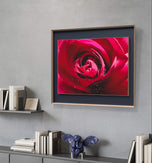 Red Rose Petals with Raindrops | Authentic Nature Macro Photography Print | Horizontal Unframed Canvas | Biophilic Wall Art Décor