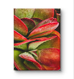 Red Succulents with Raindrops | Vertical Gallery Wrapped Canvas Print | Nature Photography Wall Art for Home & Office