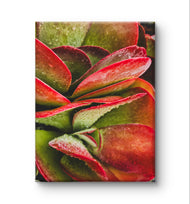 Red Succulents with Raindrops | Vertical Gallery Wrapped Canvas Print | Nature Photography Wall Art for Home & Office