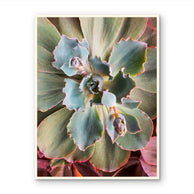 files/Sage-Green-Succulent-Canvas-Wall-Art-Unframed-Vertical-Macro-Photography-Print1_4653439a-bb95-4069-be0c-a5113881572c.jpg