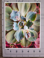 Sage Green Succulent Canvas Wall Art — Unframed Vertical Macro Photography Print | Botanical Closeup Decor for Bedroom, Bathroom & Spa | 3 Sizes