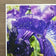 Kissed by Rain — Siberian Iris Macro Photography | Unframed Canvas Print | Purple Floral Wall Art