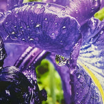 Kissed by Rain — Siberian Iris Macro Photography | Unframed Canvas Print | Purple Floral Wall Art