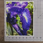 Kissed by Rain — Siberian Iris Macro Photography | Unframed Canvas Print | Purple Floral Wall Art