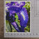 Kissed by Rain — Siberian Iris Macro Photography | Unframed Canvas Print | Purple Floral Wall Art