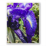 Kissed by Rain — Siberian Iris Macro Photography | Unframed Canvas Print | Purple Floral Wall Art