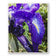 Kissed by Rain — Siberian Iris Macro Photography | Unframed Canvas Print | Purple Floral Wall Art