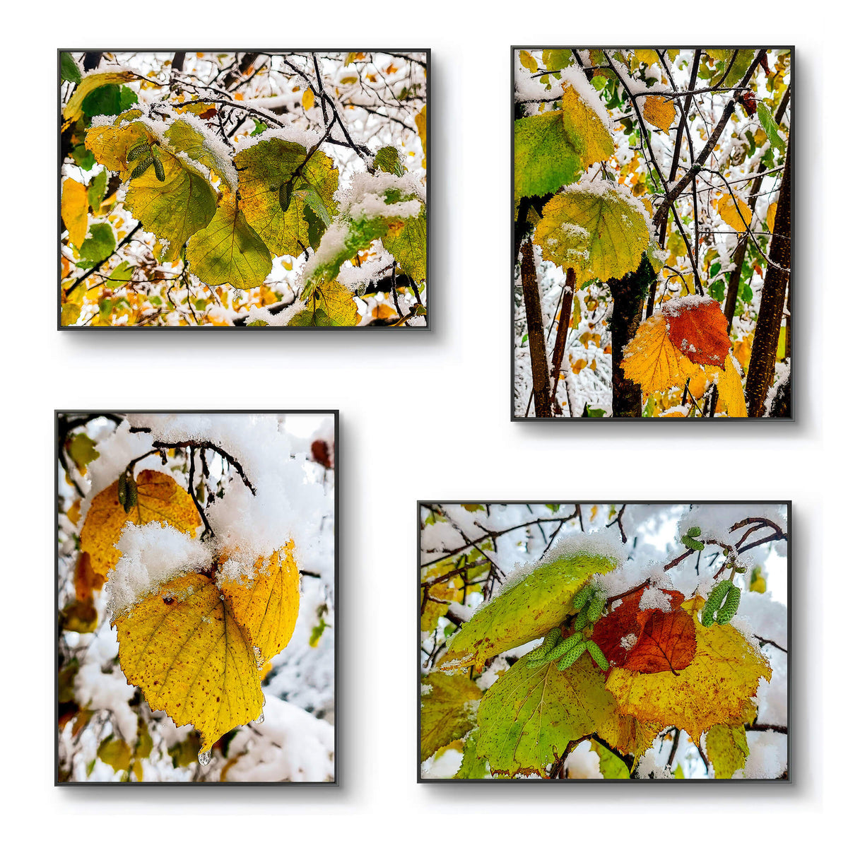 Winter Snowy Leaves Nature Photography