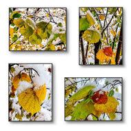 Winter Snowy Leaves Photography | Nature's Seasonal Magic | Set of 4 Canvas Prints | Biophilic Wall Art