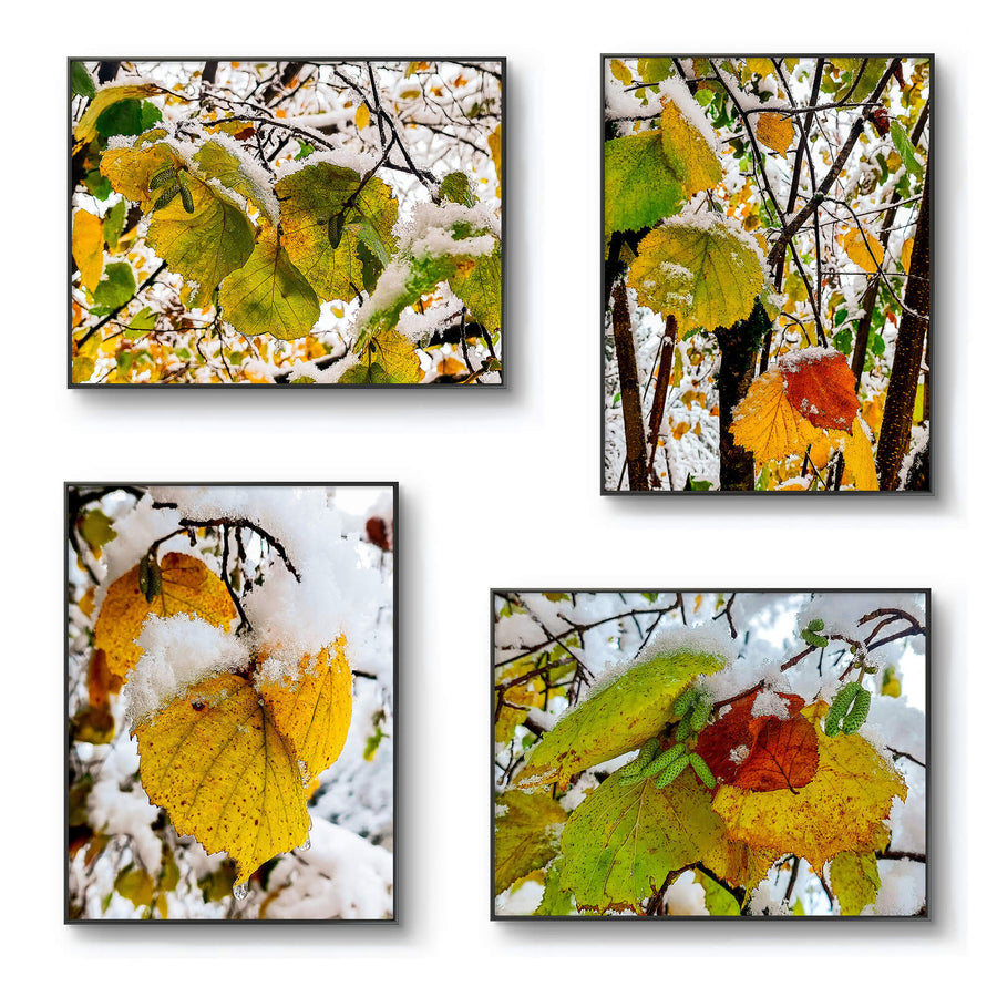 Winter Snowy Leaves Nature Photography