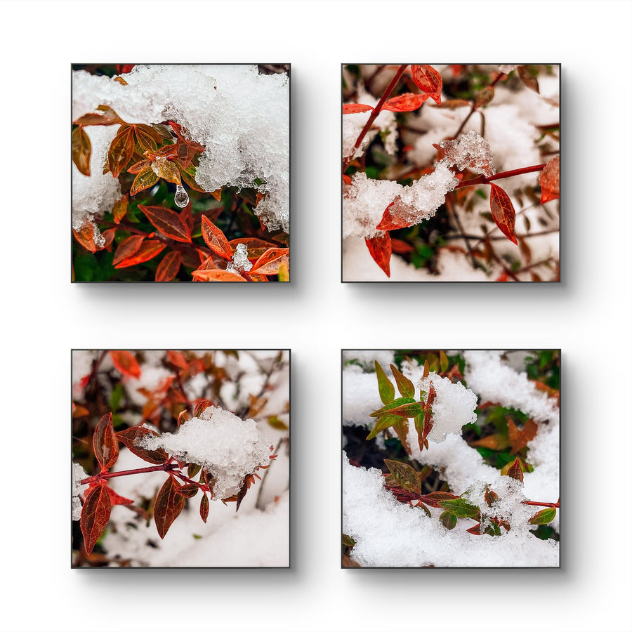 Snowy Red Leaves Authentic Macro Photography