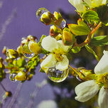 Kissed by Rain — Spirea Flowers with Raindrops Macro Photography | Biophilic White Floral Canvas Wall Art | Unframed Horizontal Print