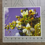 Kissed by Rain — Spirea Flowers with Raindrops Macro Photography | Biophilic White Floral Canvas Wall Art | Unframed Horizontal Print