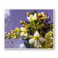 files/Spirea-Flowers-with-Raindrops-Macro-Photography-Biophilic-White-Floral-Canvas-Wall-Art-Unframed-Horizontal-Print_7_-2.jpg
