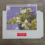 Kissed by Rain — Spirea Flowers with Raindrops Macro Photography | Biophilic White Floral Canvas Wall Art | Unframed Horizontal Print