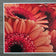 Spring Red Flowers Canvas Wall Art Set of 2 | Unframed Horizontal Macro Photography Prints | Biophilic Décor for Living Room, Bedroom & Office