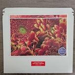 Spring Red Flowers Canvas Wall Art Set of 2 | Unframed Horizontal Macro Photography Prints | Biophilic Décor for Living Room, Bedroom & Office