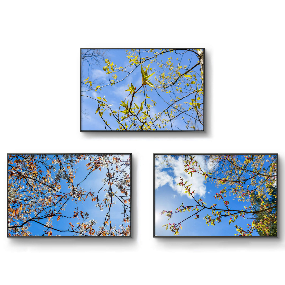 Spring Tree Branches Canvas Unframed Print Set of 3