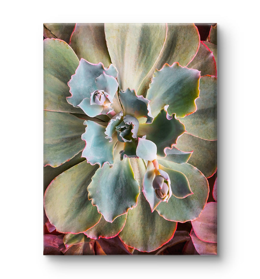 Gallery Wrapped Canvas Featuring Macro Photography of Green Succulents