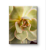 Spring Yellow Succulent Plant  | Nature Macro Photography Print |  Vertical Gallery Wrapped Canvas | Biophilic Style Wall Art