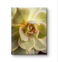 Spring Yellow Succulent Plant  | Nature Macro Photography Print |  Vertical Gallery Wrapped Canvas | Biophilic Style Wall Art