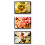 Soft Spring Succulents Canvas Wall Art Set of 3 — Unframed Horizontal Macro Photography Prints