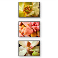 Soft Spring Succulents Canvas Wall Art Set of 3 — Unframed Horizontal Macro Photography Prints