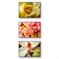 files/Succulents-Canvas-Wall-Art-Set-of-3-Unframed-Horizontal-Macro-Photography-Prints.jpg