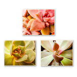 Soft Spring Succulents Canvas Wall Art Set of 3 — Unframed Horizontal Macro Photography Prints