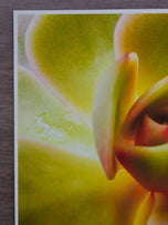 Soft Spring Succulents Canvas Wall Art Set of 3 — Unframed Horizontal Macro Photography Prints