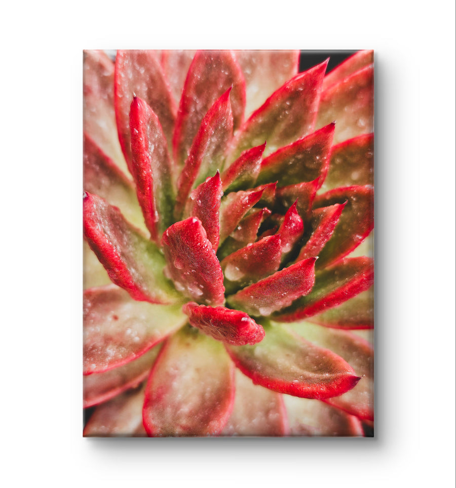 Red Succulents with Raindrops