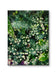 Gallery Wrapped Canvas Wall Art | Lash Green Foliage Closeup Authentic Photography Print | Biophilic Style Home & Office Décor