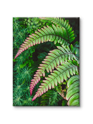 Gallery Wrapped Canvas Wall Art | Lash Green Foliage Closeup Authentic Photography | Biophilic Style Home & Office Décor