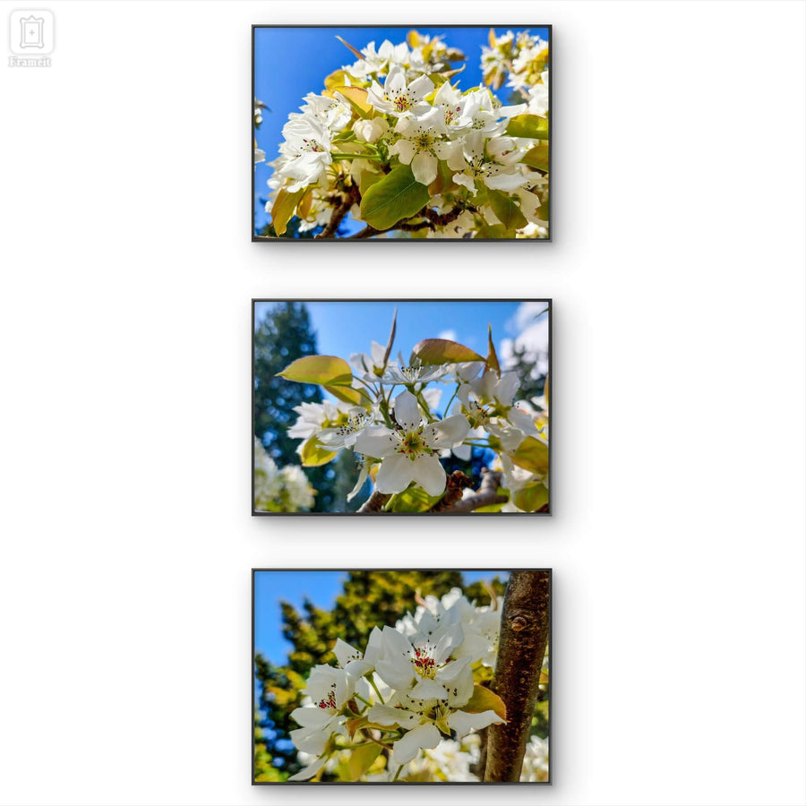 Sunny Cherry Blossom Macro Photography Canvas Set of 3