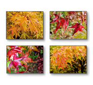 Autumn Rain-Kissed Vibrant Leaves Macro Photography | Set of 4 Horizontal Unstretched Canvas Prints | Biophilic Wall Art Decor
